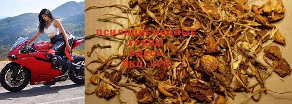 PSILOCYBIN Алзамай